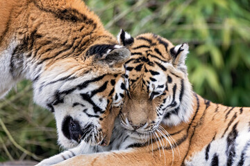 Fototapeta na wymiar siberian tigers cuddling