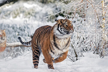 Fototapeta na wymiar running sumatran tiger in the snow