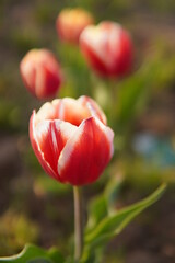 red tulip flower