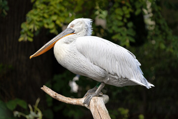 Dalmatian Pelican at the Zoo in Vienna, Austria