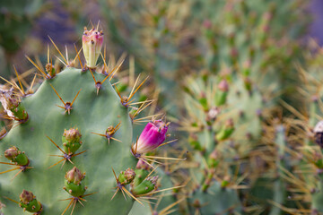 Feigenkaktus mit Blüte