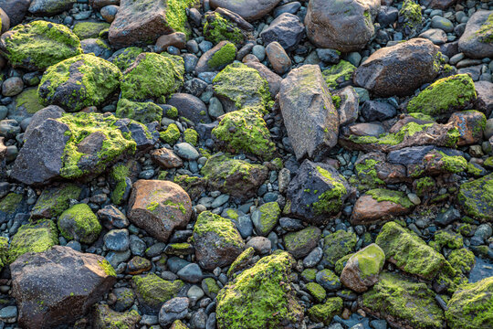 Mit Moos überzogene Steine am Flussufer