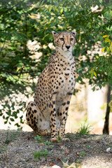 Naklejka na ściany i meble Cheetah at the Zoo in Vienna, Austria