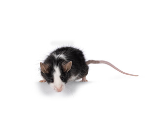 Fototapeta na wymiar Adorable black with white mouse, standingfacing front on edge. Looking towards camera. Isolated on a white background.