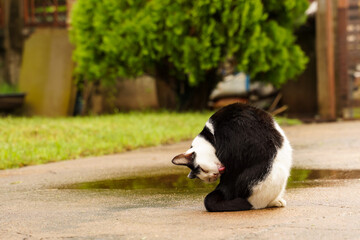 Naklejka na ściany i meble Black and white cat out on wet ground after rain.