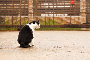 Black and white cat out on wet ground after rain.