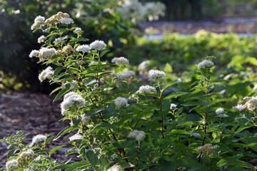 Flowers in the garden