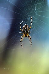 spider