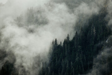 Fototapeta na wymiar foggy mountain with pine trees and mist in alaska for backdrops etc