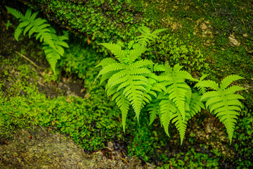 Naklejka na ściany i meble green fern in the mountain forest