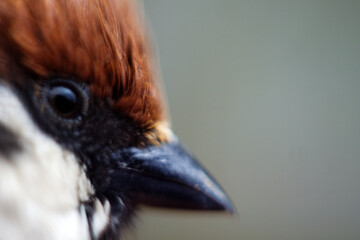 Closer to nature and human. Macro images of well-known birds in a dreamy style. Sparrow. Soft focus
