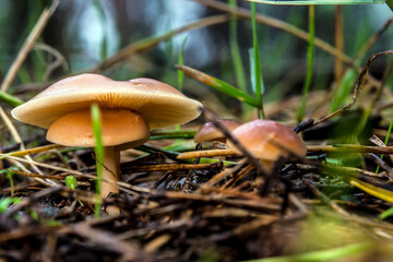 mushrooms in the forest