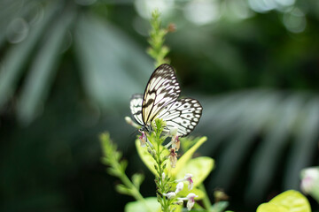 white butterfly on a flower