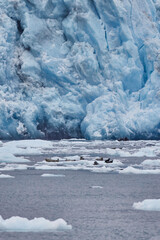 a harbor seal in fron of glacier in alaska global warming glacier cruise last frontier