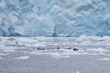 harbor seal in alaska in front of glacier last frontier glacier cruise