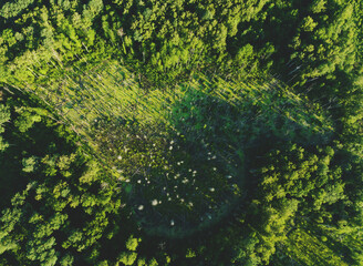 Forest destruction and felling of trees, drone view. Deforestation forest and Illegal logging. Cutting trees. Stacks of cut wood. Forests illegal disappearing. Deforestation, Forest destruction.
