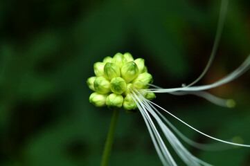 White powder puff flower or Calliandra Haematocephala that has fallen off its flowers