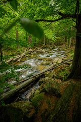 small mountain river in the green forest