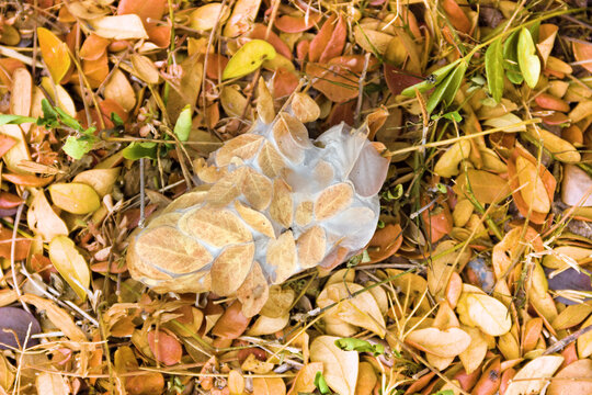 Weaver ants, Asian ecophill (Oecophylla smaragdina) nest, arboreal lifestyle, The leaves of construction are connected using silk, which is produced by the children of ants. Thailand, wintertime