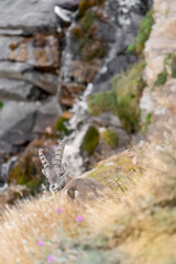 Alpine ibex with waterfalls on background (Capra ibex)