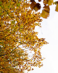 autumn leaves on the tree