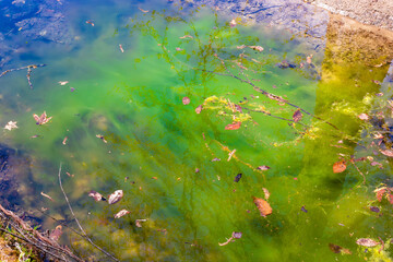 春の青森県・奥入瀬渓流で見た、鮮やかな青や緑色の水たまり