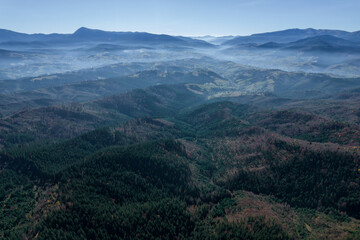 Fog over the forest, Autumn pine forest top view.