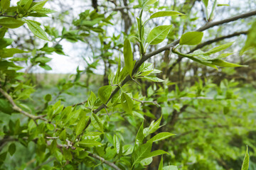 Christ's-thorn (Paliurus spina-christi) in spring time. Fresh foliage and zigzag shoot. Northern...
