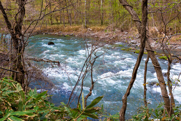 春の青森県・奥入瀬渓流で見た、激しい流れの川