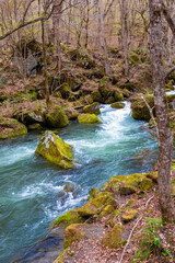 春の青森県・奥入瀬渓流で見た、激しい流れの川