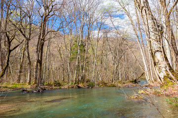春の青森県・奥入瀬渓流で見た、森の間を流れる川と青空に浮かぶ雲