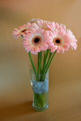 pink gerberas stand in a glass vase on a brown background. side view. Birthday. bouquet of flowers