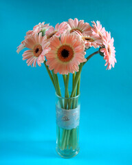 pink gerberas stand in a glass vase on a blue background. side view. Birthday. bouquet of flowers