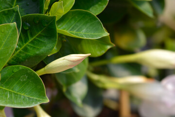 Mandevilla Sundaville White