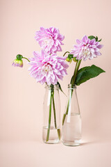 Pink dahlia flowers in glass bottle vases.