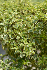 Variegated Kohuhu Silver Queen