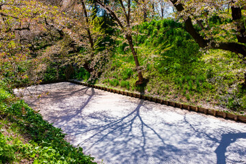 春の青森県・弘前城で見た、城のお堀を埋め尽くす桜の花びら