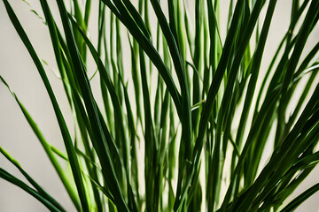 Naklejka premium lemongrass plant growing in a pot, lemongrass leaves medium shot