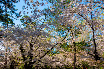 春の青森県・弘前市で見た、弘前城公園そばで咲き誇る桜の花と快晴の青空