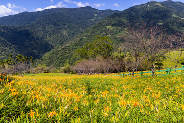 Taimali Kinchen Mountain with orange day lily flower field in Taiwan