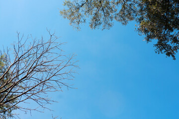 branches and trees with blue sky background