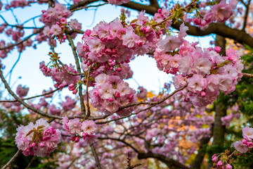 春の青森県・弘前市で見た、弘前城公園に咲き誇る満開の桜と背景の青空