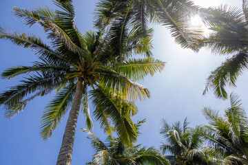 Fototapeta na wymiar Palm tree over the blue sky with sunlight flare