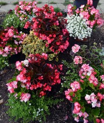 Pink and white begonia flowers