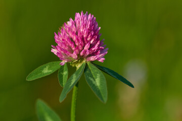 Blüten des Wiesenklee	