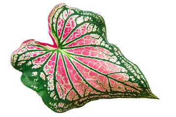 Leaf pattern of caladium, colocasia esculenta, bon tree, has beautiful leaves with white spots on the leaves and green rim very popular