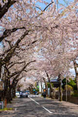 春の北海道・函館市で見た、満開の桜並木と背景の青空