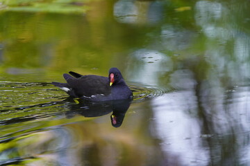 Common moorhen, Gallinula chloropus, swamp chicken. Rallidae family. 