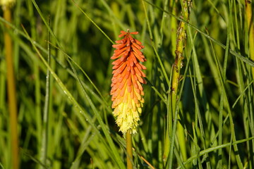 Kniphofia uvaria, Papaya Popsicle.  Asphodelaceae family