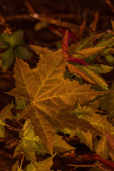 Nahaufnahme von herbstfarbenen Blättern.